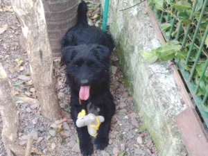 Cachorro raça SRD-ViraLata idade 2 anos nome Bidu
