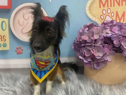 Cachorro raça SRD-ViraLata idade 5 anos nome Pretinho