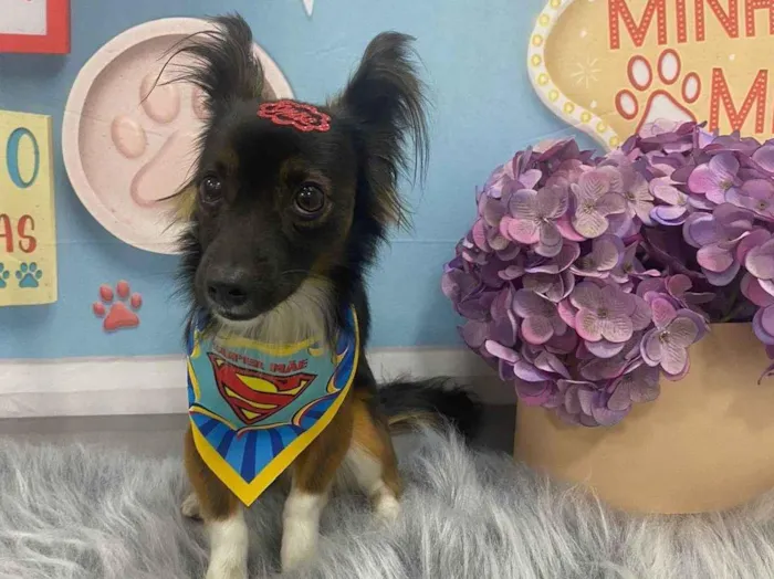 Cachorro ra a SRD-ViraLata idade 5 anos nome Pretinho