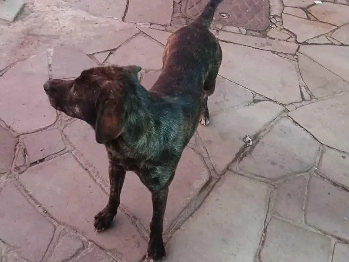 Cachorro ra a SRD-ViraLata idade 2 anos nome Tigre