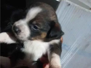 Cachorro raça SRD-ViraLata idade 2 a 6 meses nome Sem nome ainda