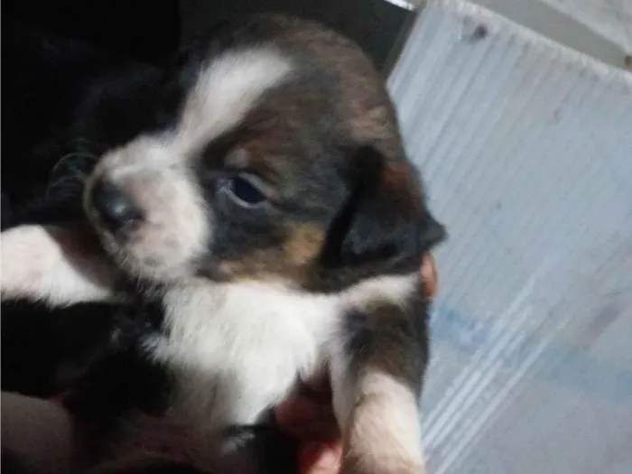 Cachorro ra a SRD-ViraLata idade 2 a 6 meses nome Sem nome ainda