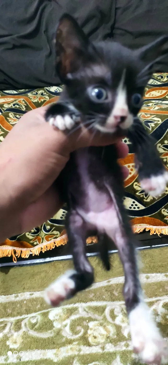 Gato ra a SRD-ViraLata idade Abaixo de 2 meses nome Ainda não tem nome 
