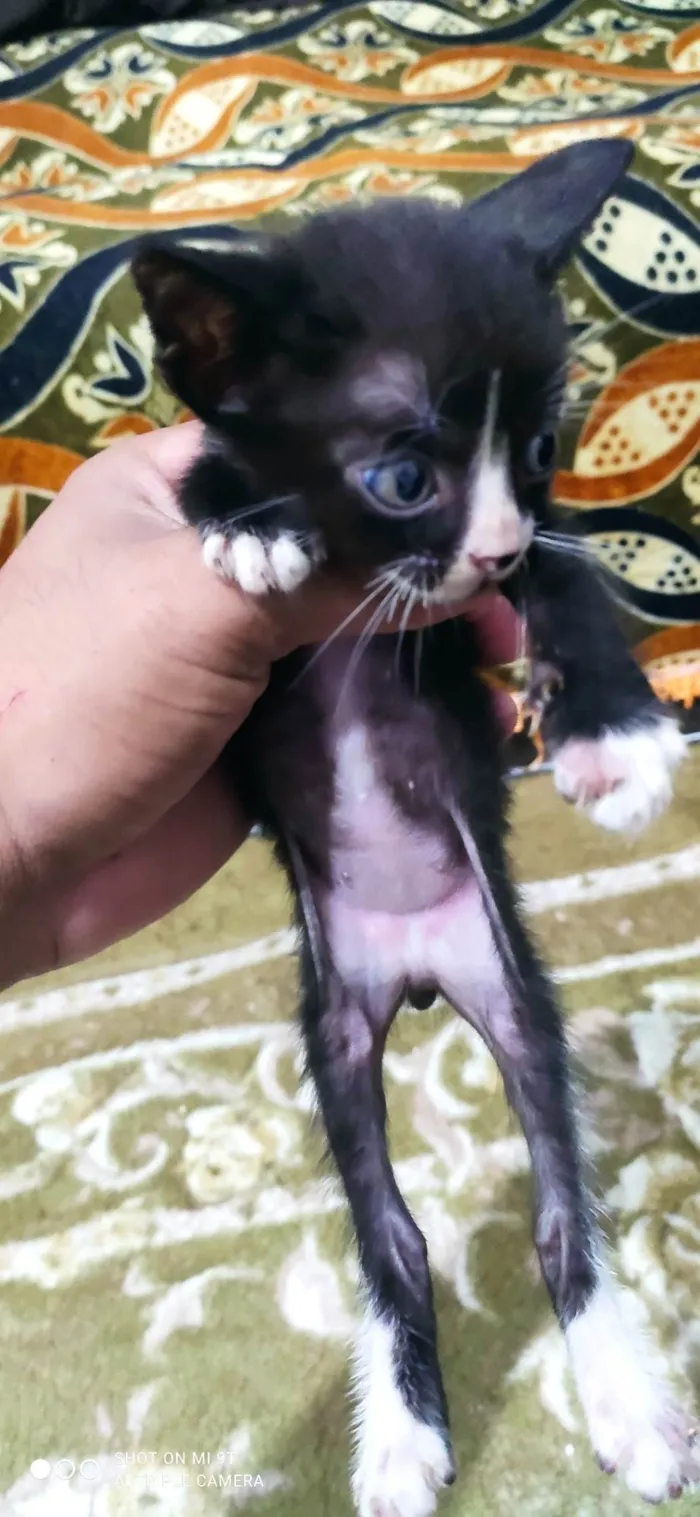 Gato ra a SRD-ViraLata idade Abaixo de 2 meses nome Ainda não tem nome 