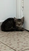 Bibi