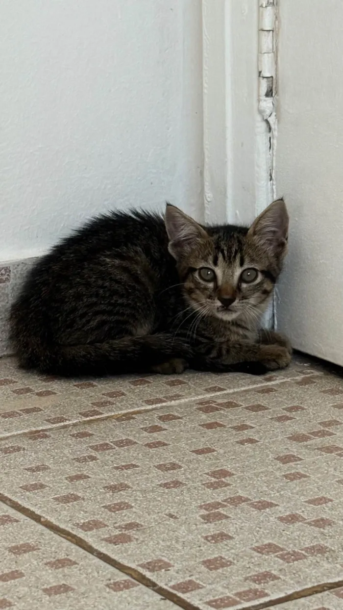 Gato ra a SRD-ViraLata idade Abaixo de 2 meses nome Bibi
