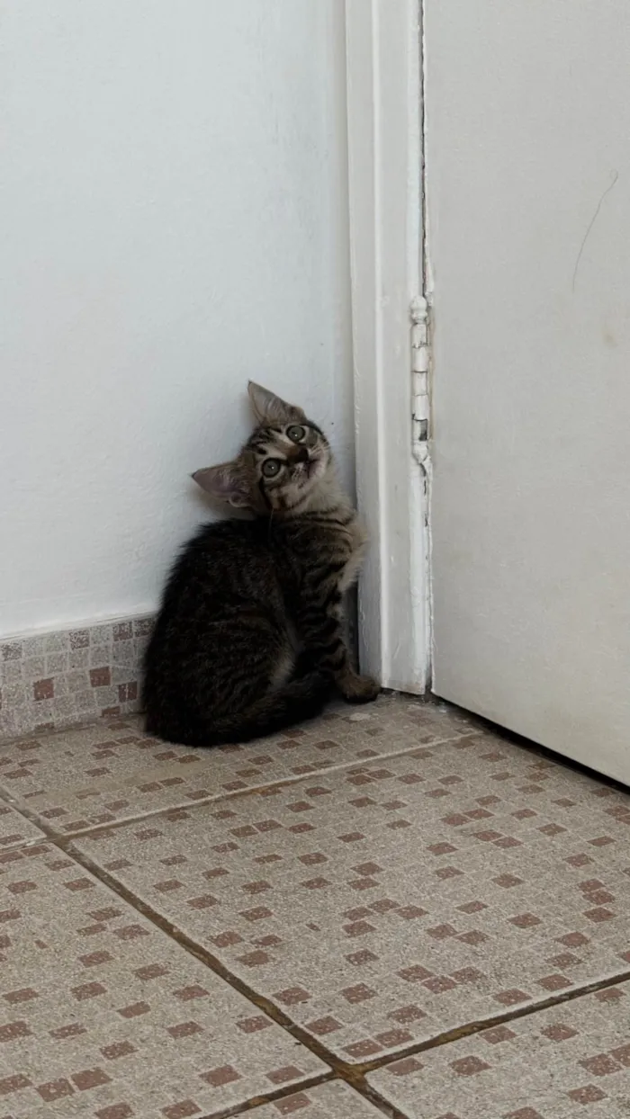 Gato ra a SRD-ViraLata idade Abaixo de 2 meses nome Bibi
