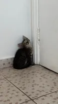 Bibi