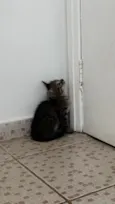 Bibi