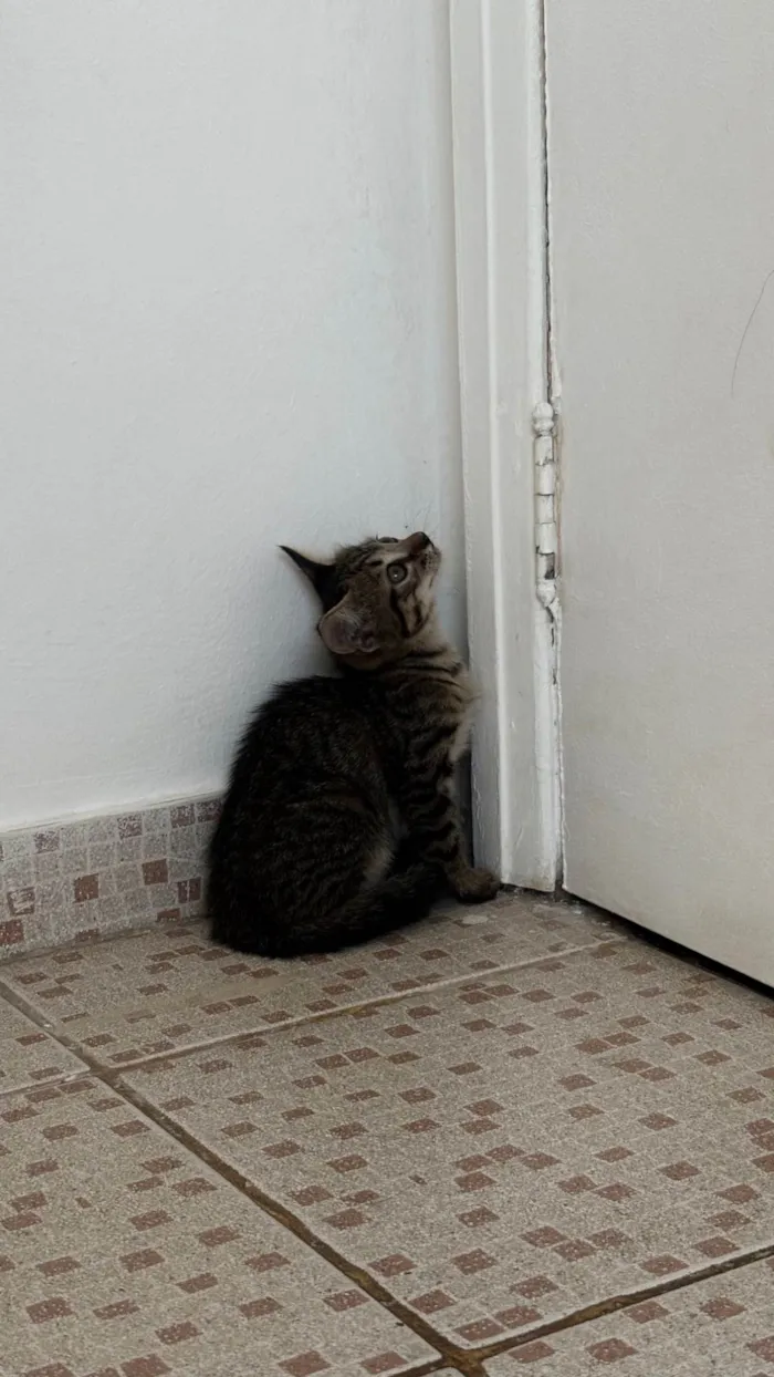 Gato ra a SRD-ViraLata idade Abaixo de 2 meses nome Bibi