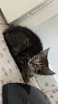 Bibi