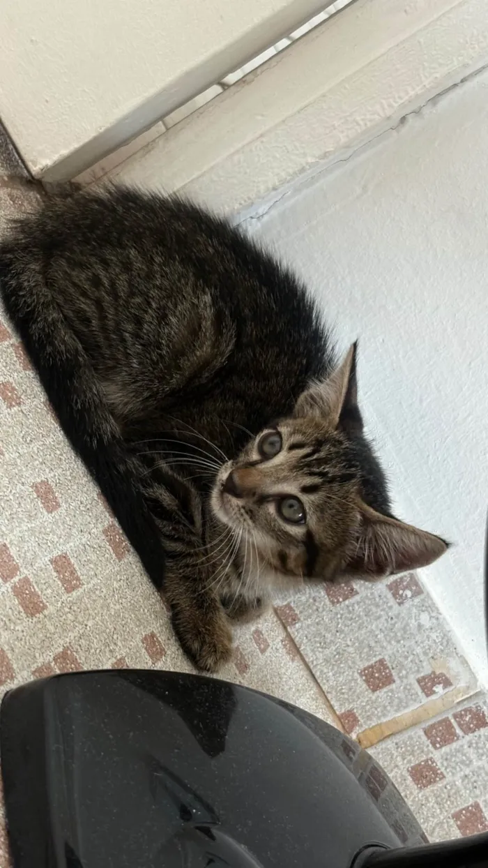 Gato ra a SRD-ViraLata idade Abaixo de 2 meses nome Bibi