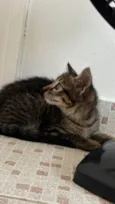 Bibi