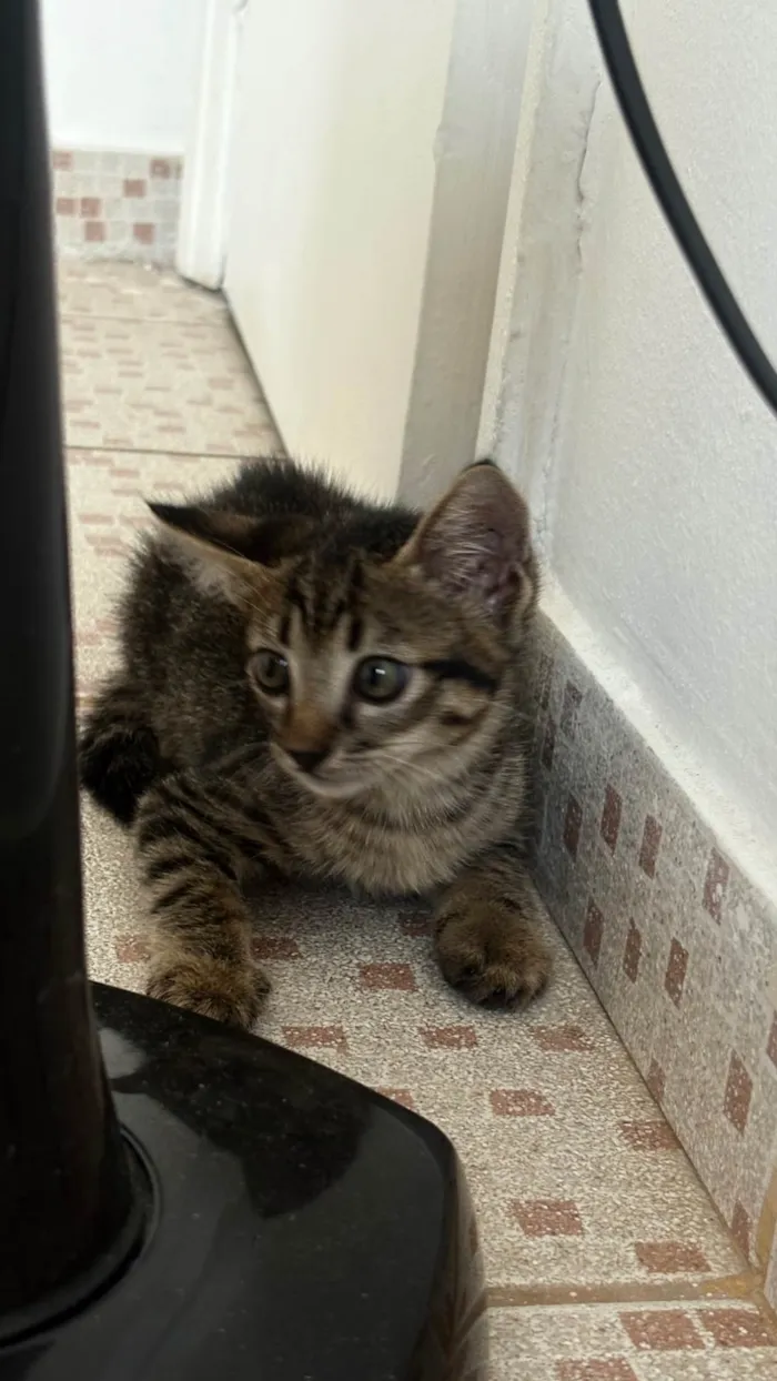 Gato ra a SRD-ViraLata idade Abaixo de 2 meses nome Bibi