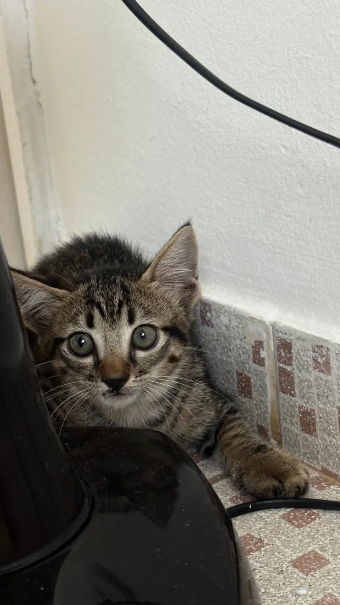 Gato ra a SRD-ViraLata idade Abaixo de 2 meses nome Bibi