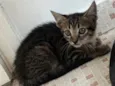 Bibi