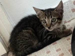 Gato raça SRD-ViraLata idade Abaixo de 2 meses nome Bibi