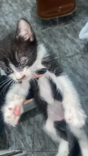 Gato raça SRD-ViraLata idade 2 a 6 meses nome gatinho 