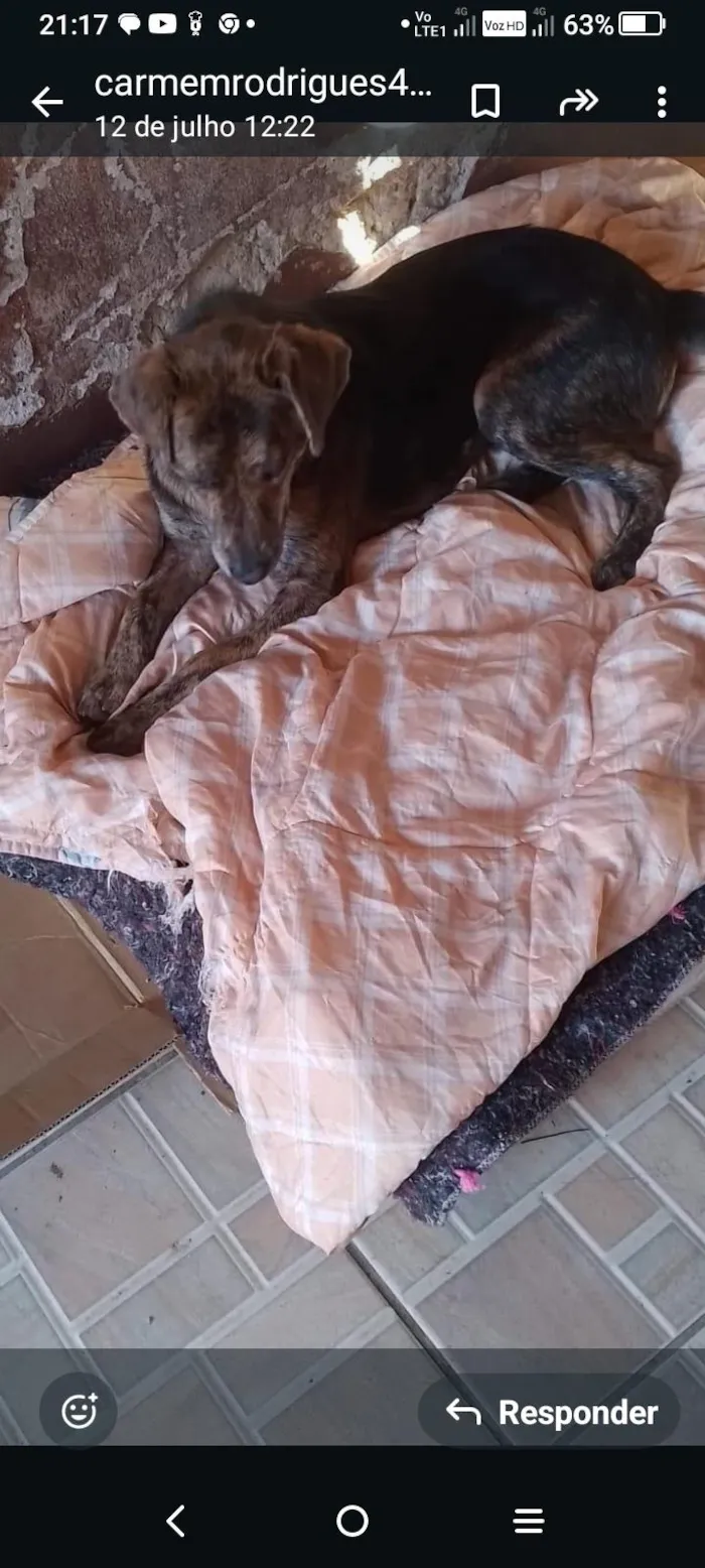Cachorro ra a SRD-ViraLata idade 2 anos nome Tigre