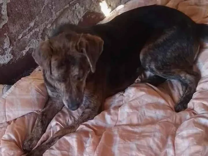Cachorro ra a SRD-ViraLata idade 2 anos nome Tigre