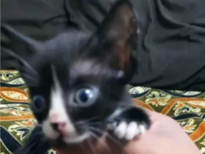 Gato raça SRD-ViraLata idade Abaixo de 2 meses nome Ainda não tem nome 