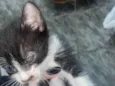 gatinho 