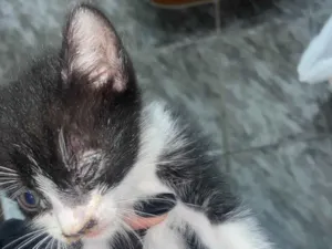 Gato raça SRD-ViraLata idade 2 a 6 meses nome gatinho 