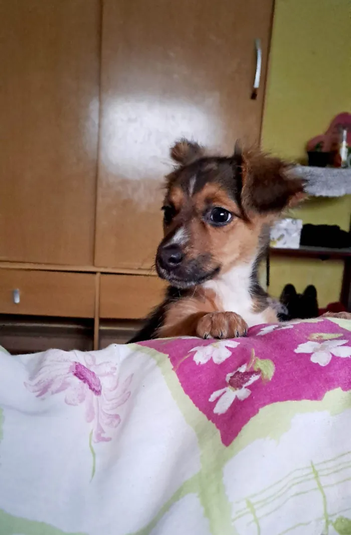 Cachorro ra a SRD-ViraLata idade 2 a 6 meses nome Meizi