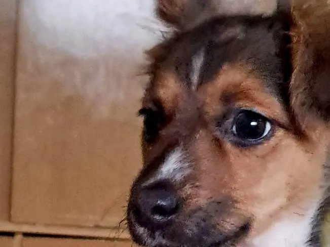 Cachorro ra a SRD-ViraLata idade 2 a 6 meses nome Meizi