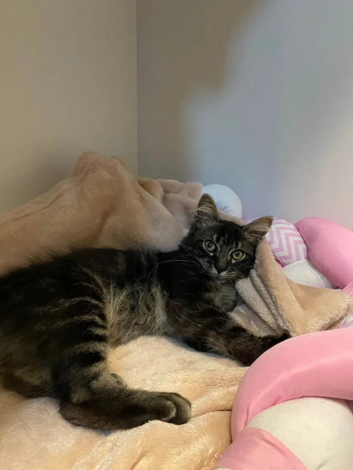 Gato ra a SRD-ViraLata idade 2 a 6 meses nome Raj