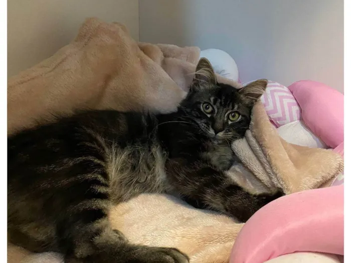 Gato ra a SRD-ViraLata idade 2 a 6 meses nome Raj