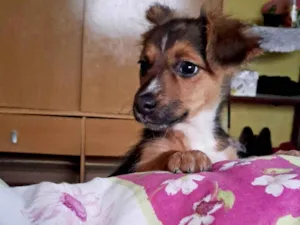 Cachorro raça SRD-ViraLata idade 2 a 6 meses nome Meizi