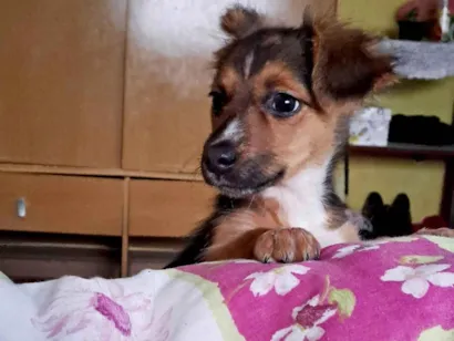 Cachorro raça SRD-ViraLata idade 2 a 6 meses nome Meizi