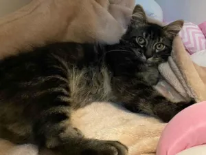 Gato raça SRD-ViraLata idade 2 a 6 meses nome Raj