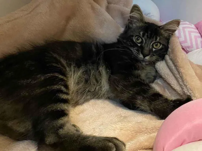 Gato ra a SRD-ViraLata idade 2 a 6 meses nome Raj