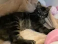 Raj