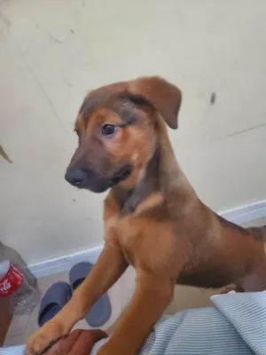 Cachorro raça SRD-ViraLata idade 2 a 6 meses nome Roky