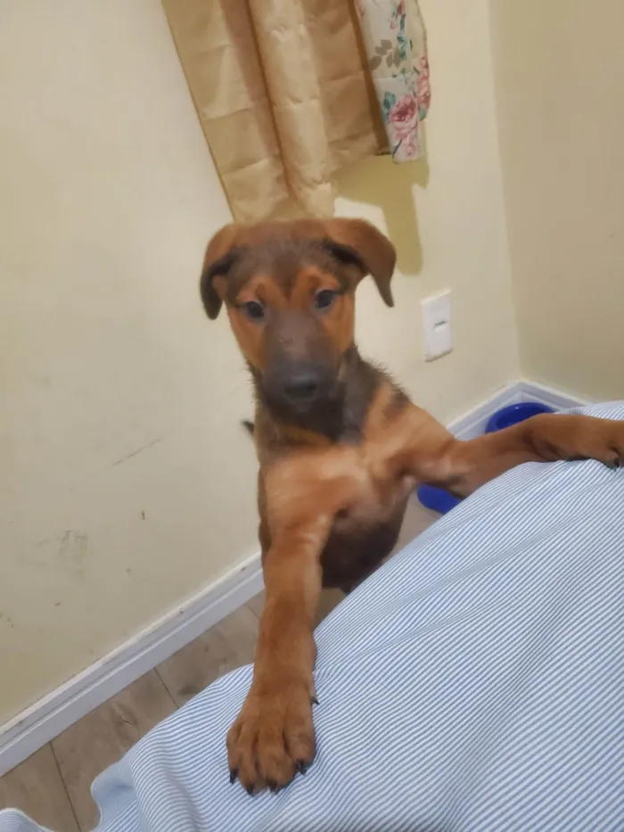 Cachorro ra a SRD-ViraLata idade 2 a 6 meses nome Roky