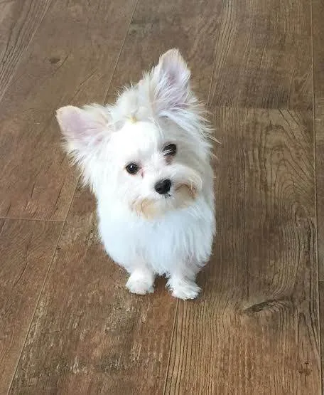 Cachorro ra a Yorkshire idade Abaixo de 2 meses nome Vitoria Benedetti 