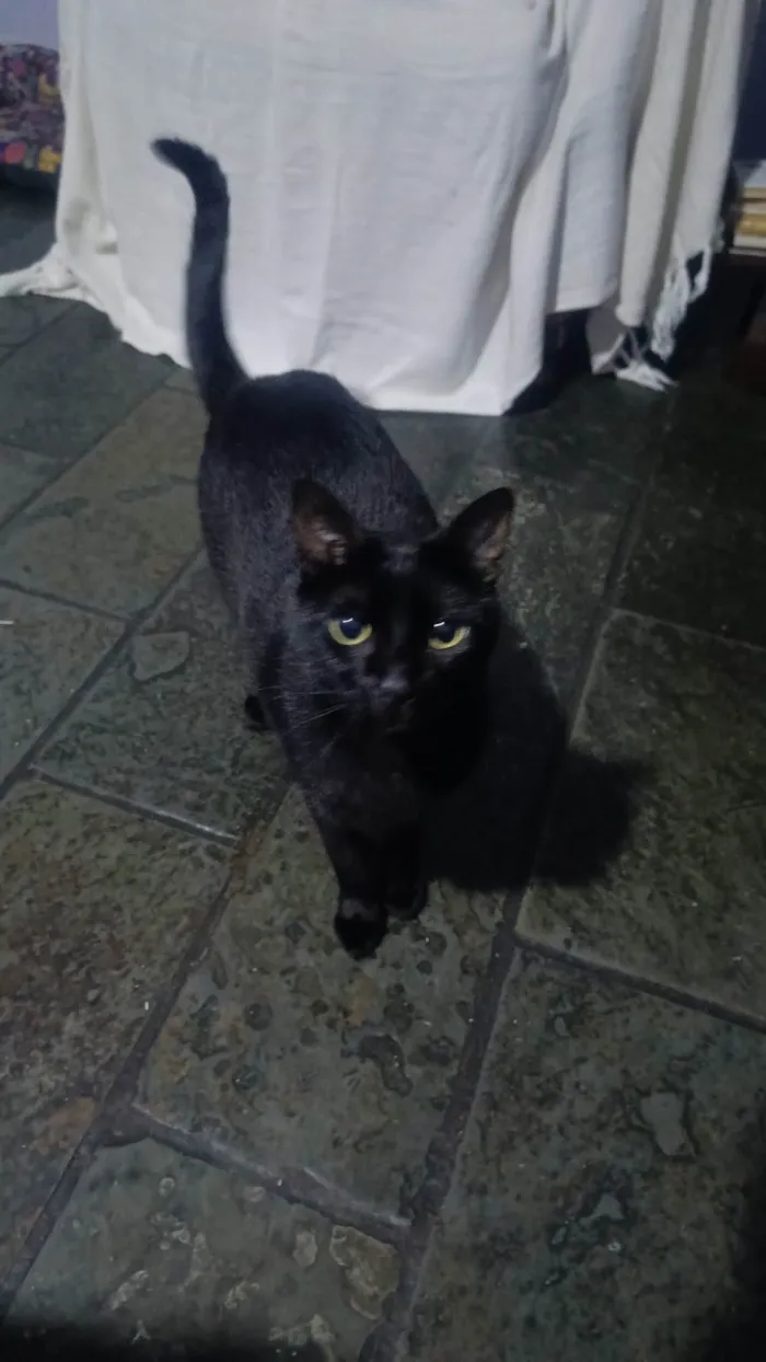 Gato ra a SRD-ViraLata idade 2 anos nome Mumuzinho 