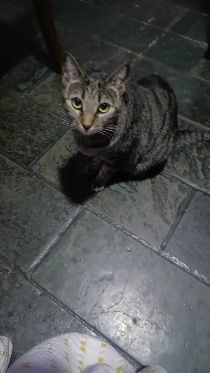 Gato ra a SRD-ViraLata idade 2 anos nome Sophie