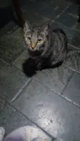 Sophie