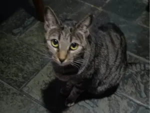 Gato raça SRD-ViraLata idade 2 anos nome Sophie