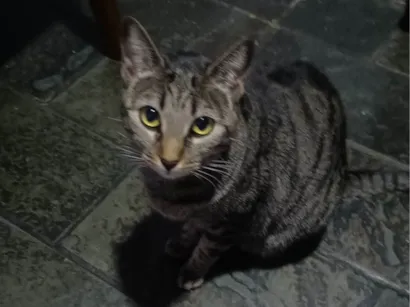 Gato raça SRD-ViraLata idade 2 anos nome Sophie