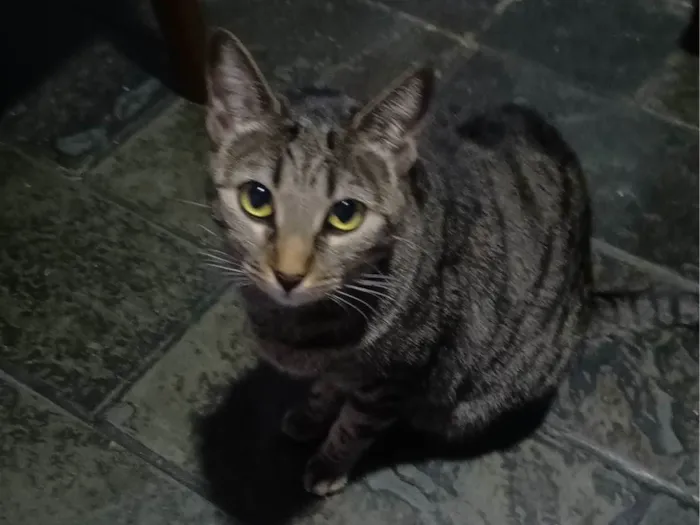 Gato ra a SRD-ViraLata idade 2 anos nome Sophie