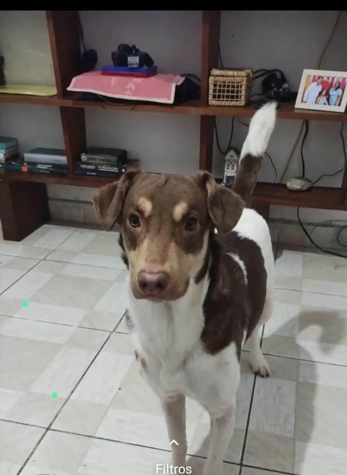 Cachorro ra a SRD-ViraLata idade 2 a 6 meses nome Falar com Aline - Whats 11 95905-9789