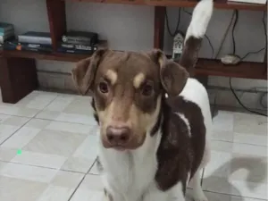 Cachorro raça SRD-ViraLata idade 2 a 6 meses nome Falar com Aline - Whats 11 95905-9789