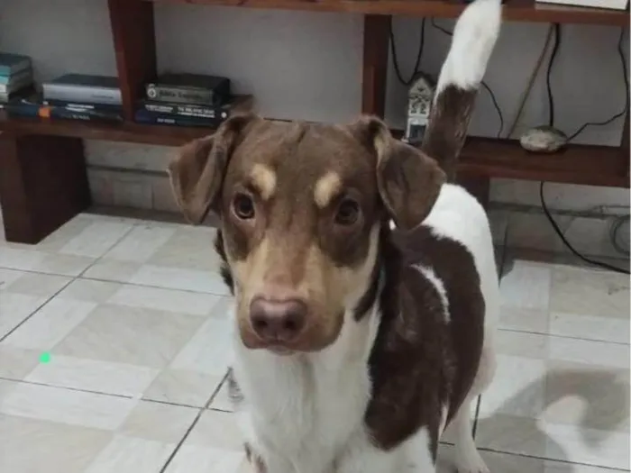Cachorro ra a SRD-ViraLata idade 2 a 6 meses nome Falar com Aline - Whats 11 95905-9789