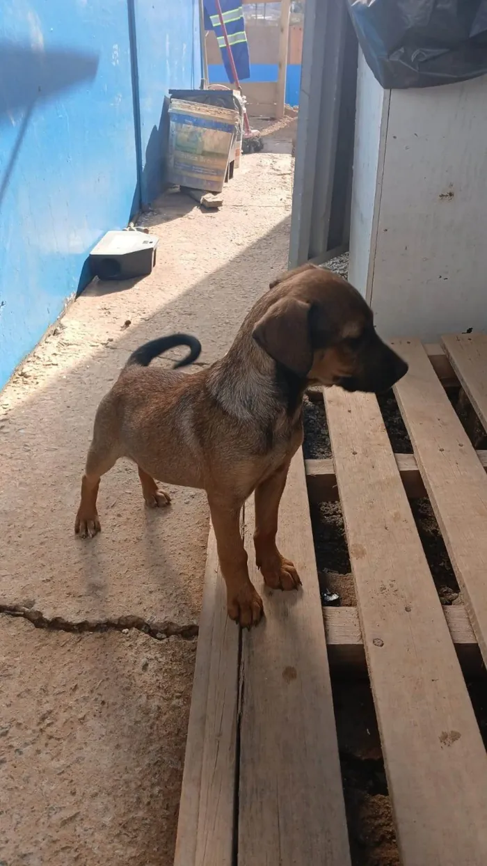 Cachorro ra a SRD-ViraLata idade Abaixo de 2 meses nome Falar com João - Whats 11 91608-3122