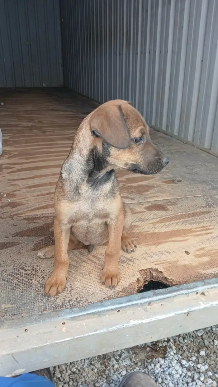 Cachorro ra a SRD-ViraLata idade Abaixo de 2 meses nome Falar com João - Whats 11 91608-3122